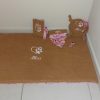 Kit bébé chiot